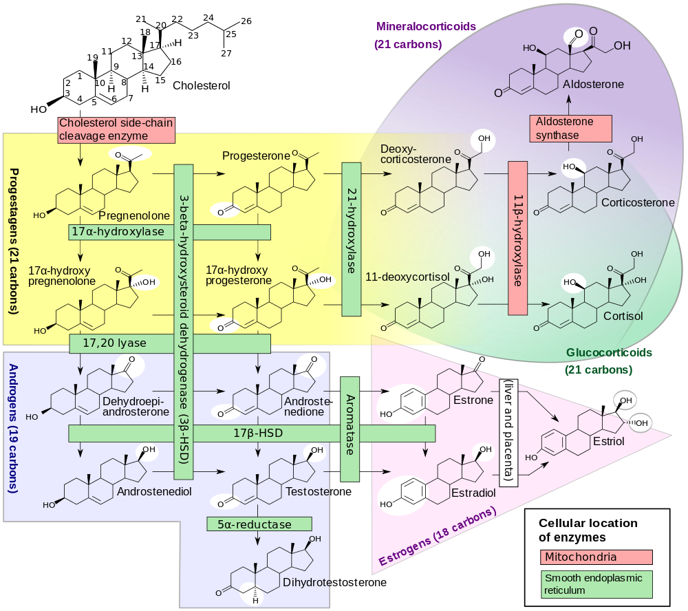 1000px-Steroidogenesis.svg.png