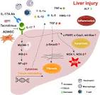 Interplay Between Inflammatory-immune and Interleukin-17 ...