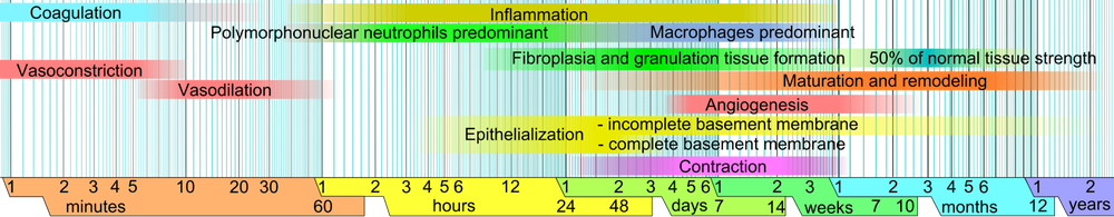 1920px-Wound_healing_phases.png