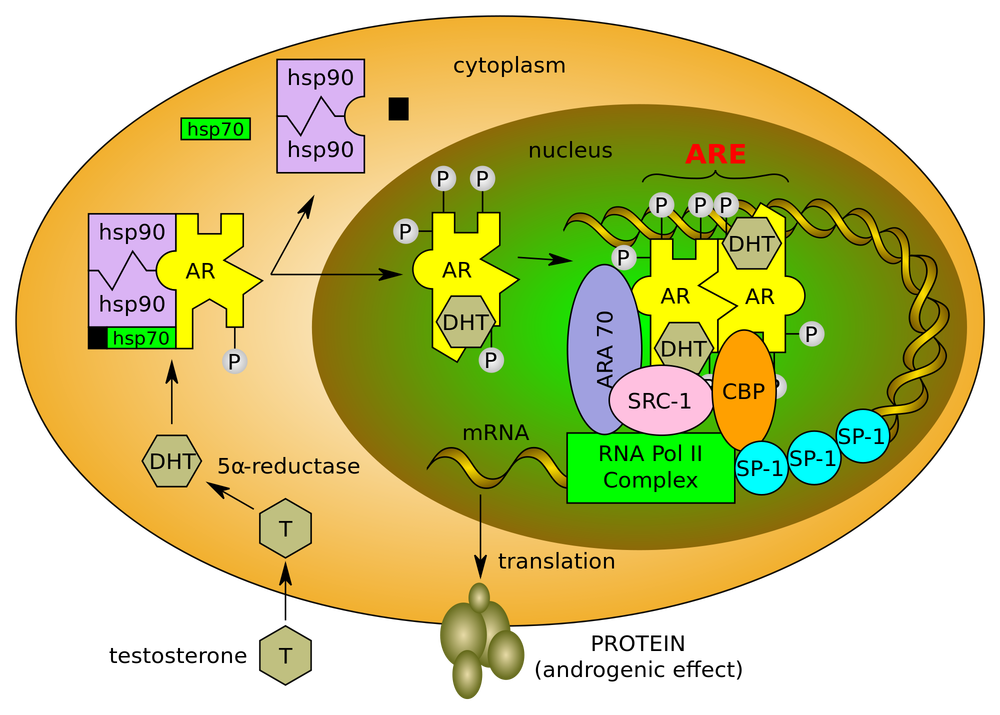 2000px-Human_androgen_receptor_and_androgen_binding.svg.png