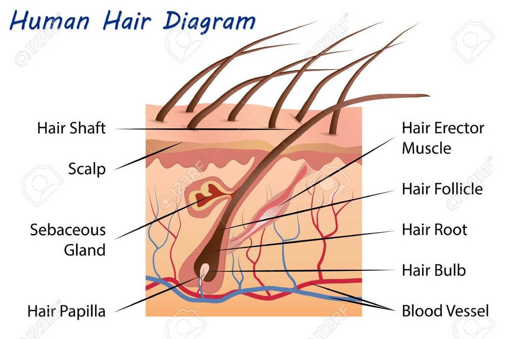 50801367-human-hair-diagram.jpg