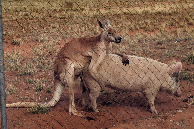 575adfd702691_CATERS_KANGAROO_PIG_LOVE_09.jpg