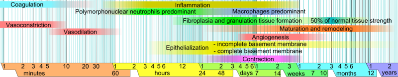 800px-Wound_healing_phases.png