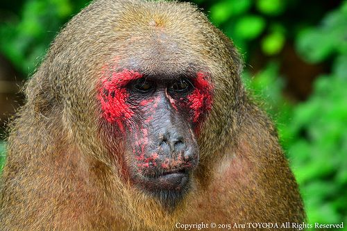 bald_macaque.png