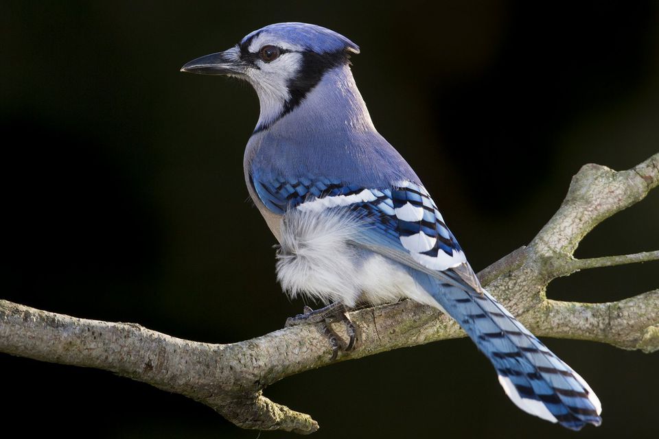 blue-jay-2-5991e6b0c412440011b66974.jpg