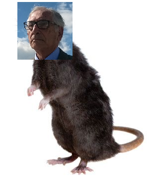 brotzu_rat.png