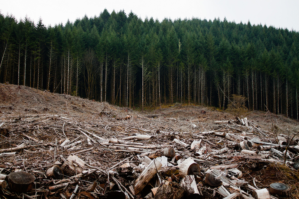 Clearcutting-Oregon.jpg