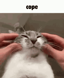 cope-cat.gif