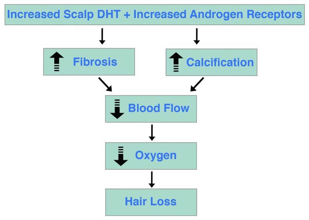 DHT-Androgen-Receptor-Hair-Loss-1024x730.jpg