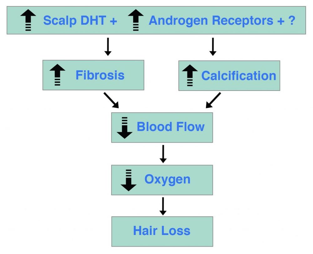 DHT-Androgen-Receptors-Mystery-Hair-Loss-1024x830.jpg