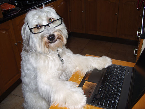 dog-typing.jpg