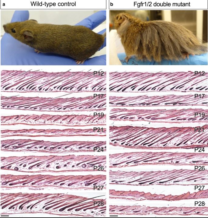 fig2.JPG