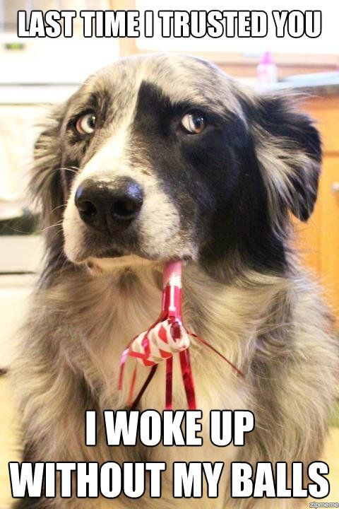 Funny-Dog-Balls-Joke-480x720-640w.jpg