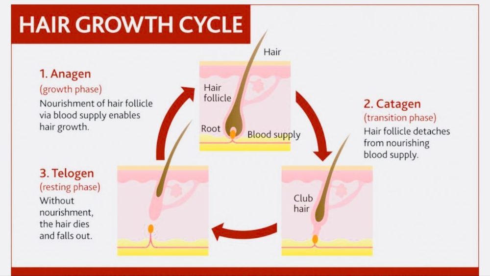 hair-cycle-1024x576.jpg