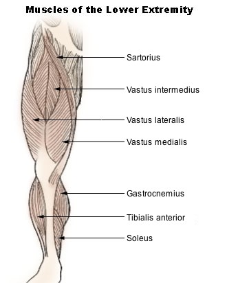 Illu_lower_extremity_muscles.jpg