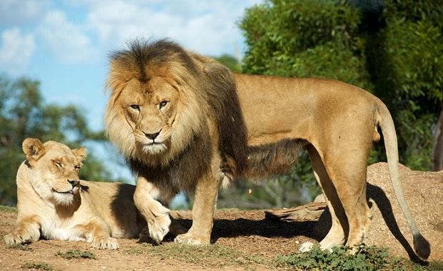 Lion-Encounter-Pride-web620_0.jpg