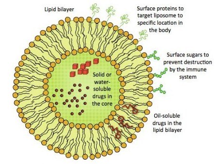 liposome-e1307293869887.jpg