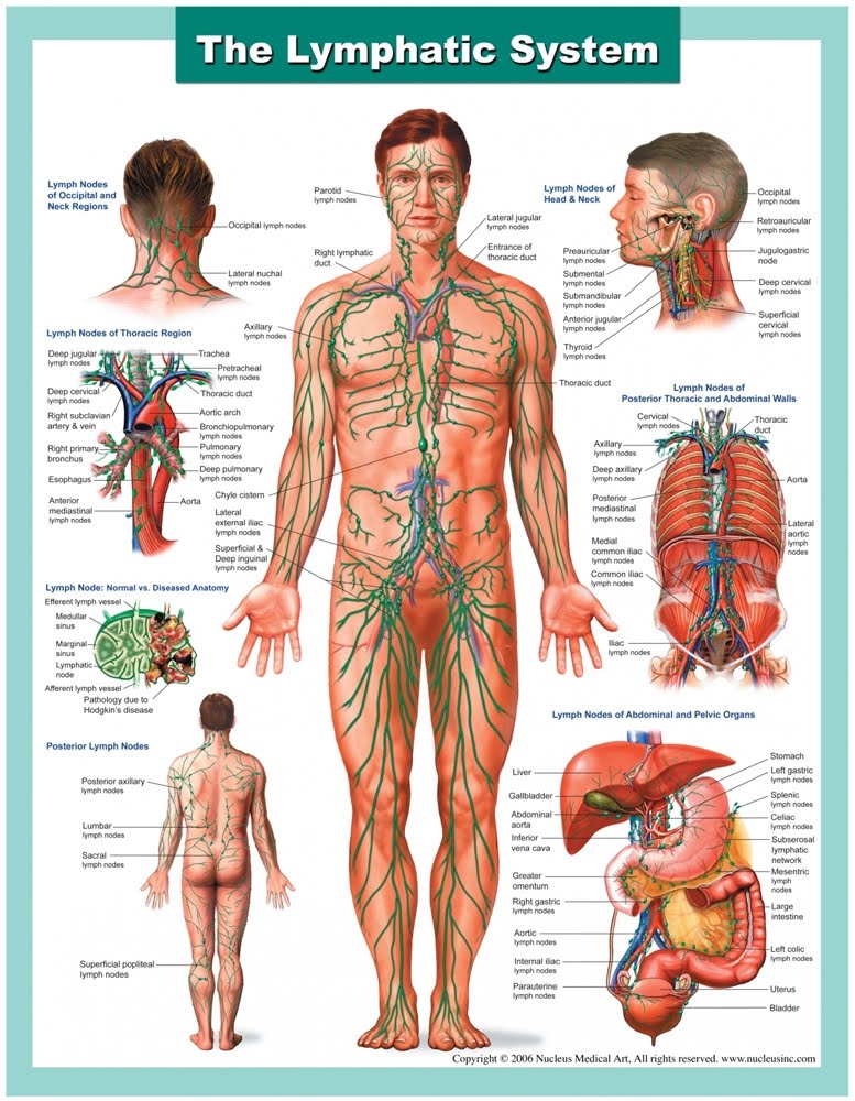 Lymph+System.jpg