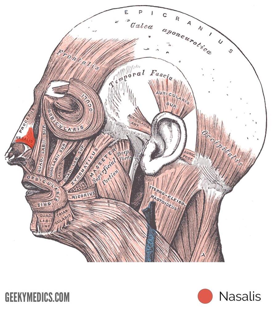 Nasalis.jpg
