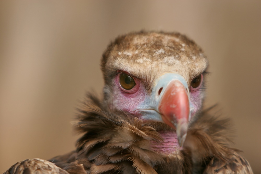 nry-animal-portrait-adler-graceful-griffon-vulture-scavengers-black-vulture-head-portrait-747070.jpg