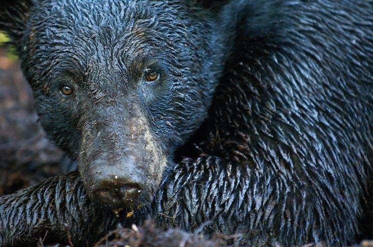 Photo of Bear by Carlton Ward Jr_10316622_8col.jpg