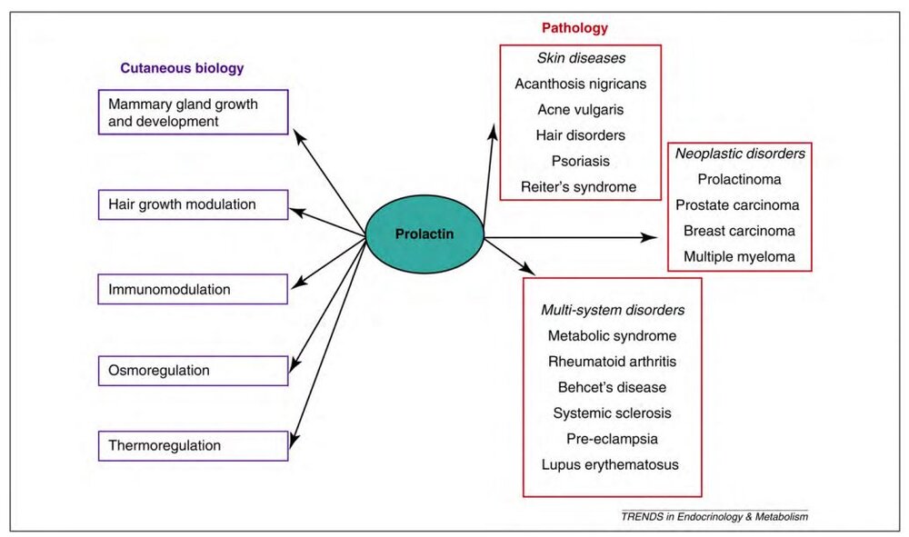 PRL disease.JPG