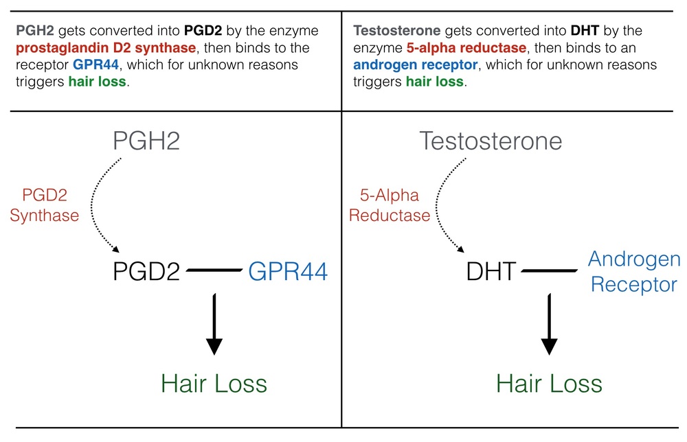 Prostaglandin-D2-DHT-Hair-Loss-Similar.jpg