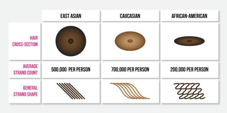 race-differences-in-hair-types.jpg