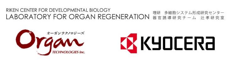 RIKEN-Takashi-Tsujis-Lab-and-Organ-Technologies-with-KYOCERA-logo.jpg