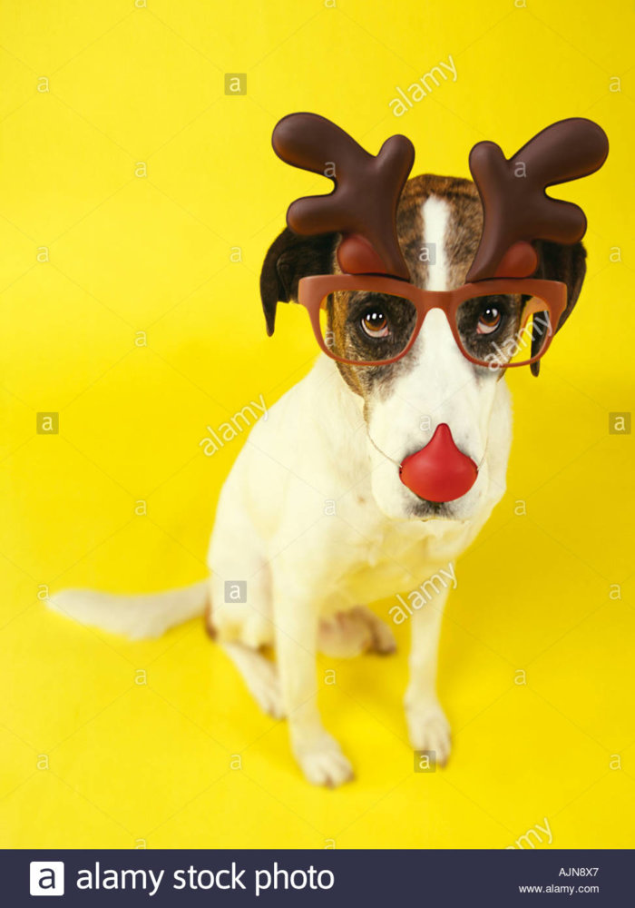 sad-looking-dog-wearing-christmas-reindeer-antlers-glasses-and-red-AJN8X7.jpg