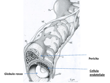 tecnica-Dott.Brotzu-3.jpg