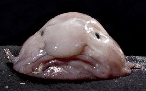 ugly-blobfish_2630737e.jpg