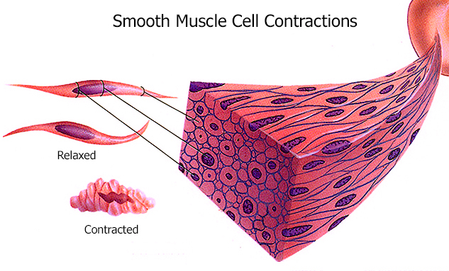 Vas-SMC-Contraction-right-blog.jpg