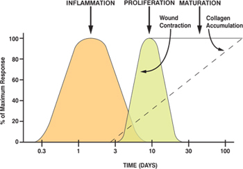 Wound-Healing-Graph-2.jpg