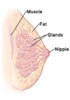 cross-section-side-view-of-breast-showing-nipple-glands-fat-and-chest-muscle-129047.jpeg