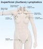 superficial-surface-lymphatics.jpg