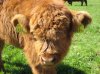 Highland_Cattle_6.jpg