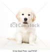 cute-doggy-picture_csp1744721.jpg