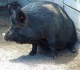 Guinea_Hog_Norfolk.jpg