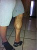 calves1.jpg