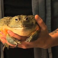 3_Toads_in_a_Trenchcoat