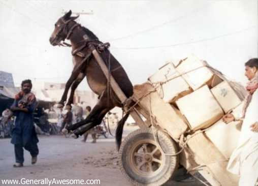 donkey-pulling-cart.jpg