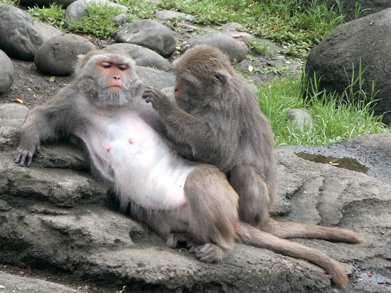 Formosan_macaque.jpg