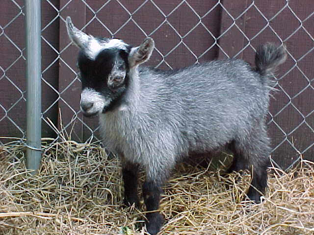 Pygmy-Goats.jpg