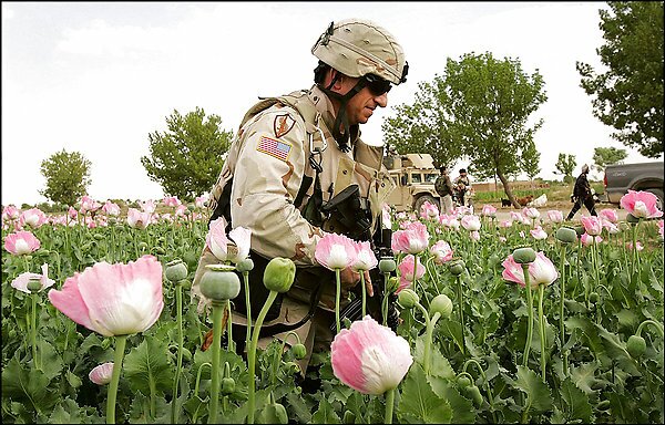 opium-poppy.jpg