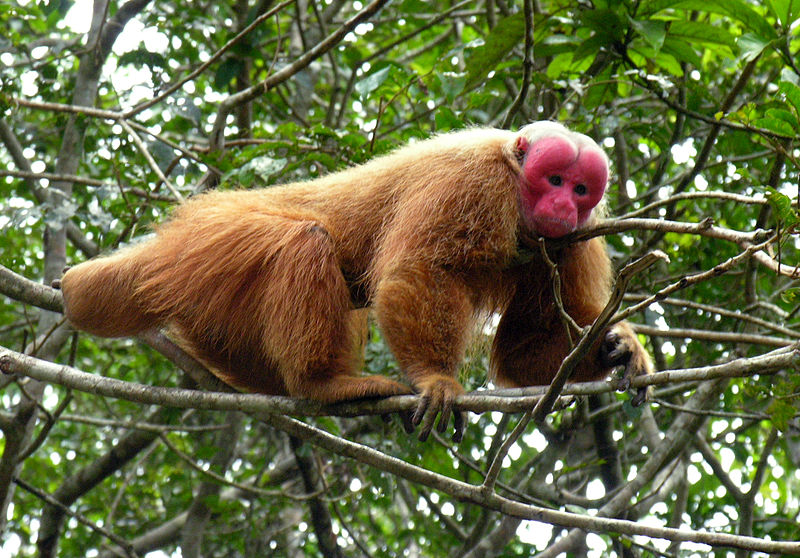 800px-Male_uakari.jpg