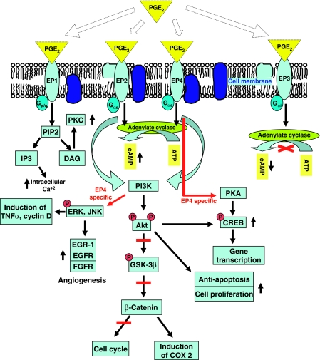 pge2_pathway.png