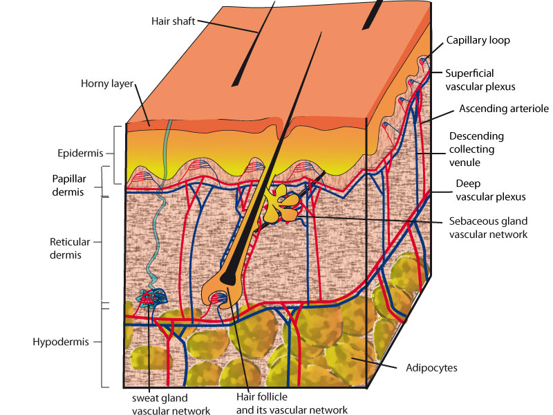 Cutaneous-microcirculation-english-web.jpg