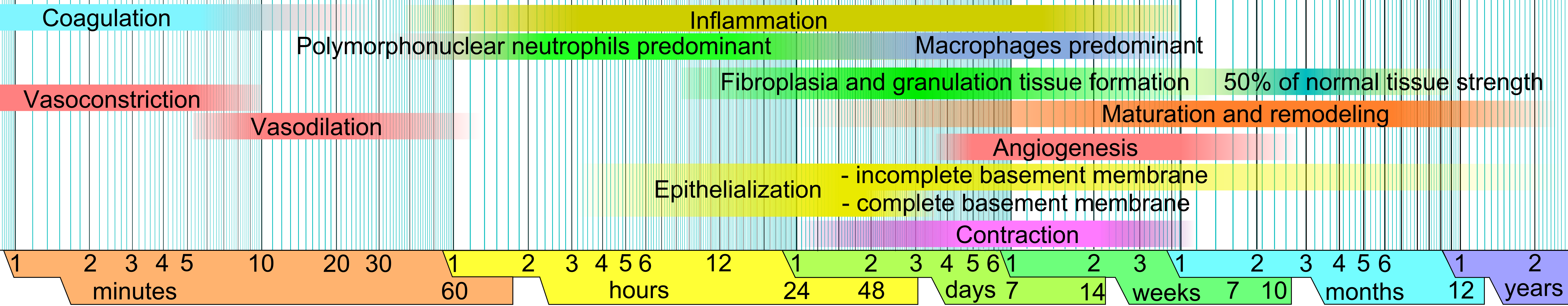 Wound_healing_phases.png