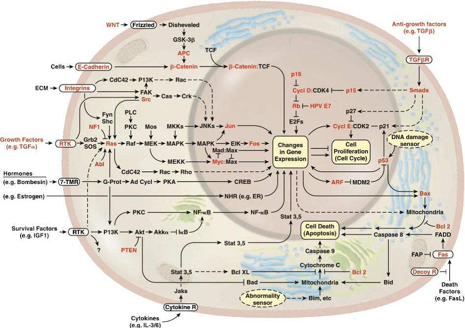 signal-transduction.jpg